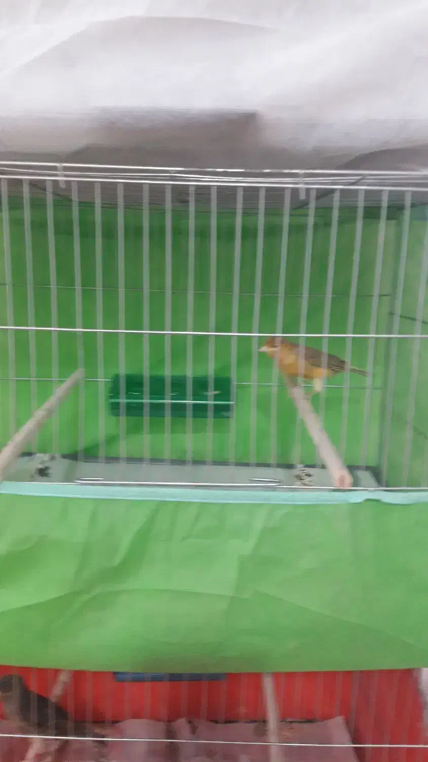 بزرگترین مجموعه پرندگان آوازخوان همه مست|پرنده|بهبهان, |دیوار