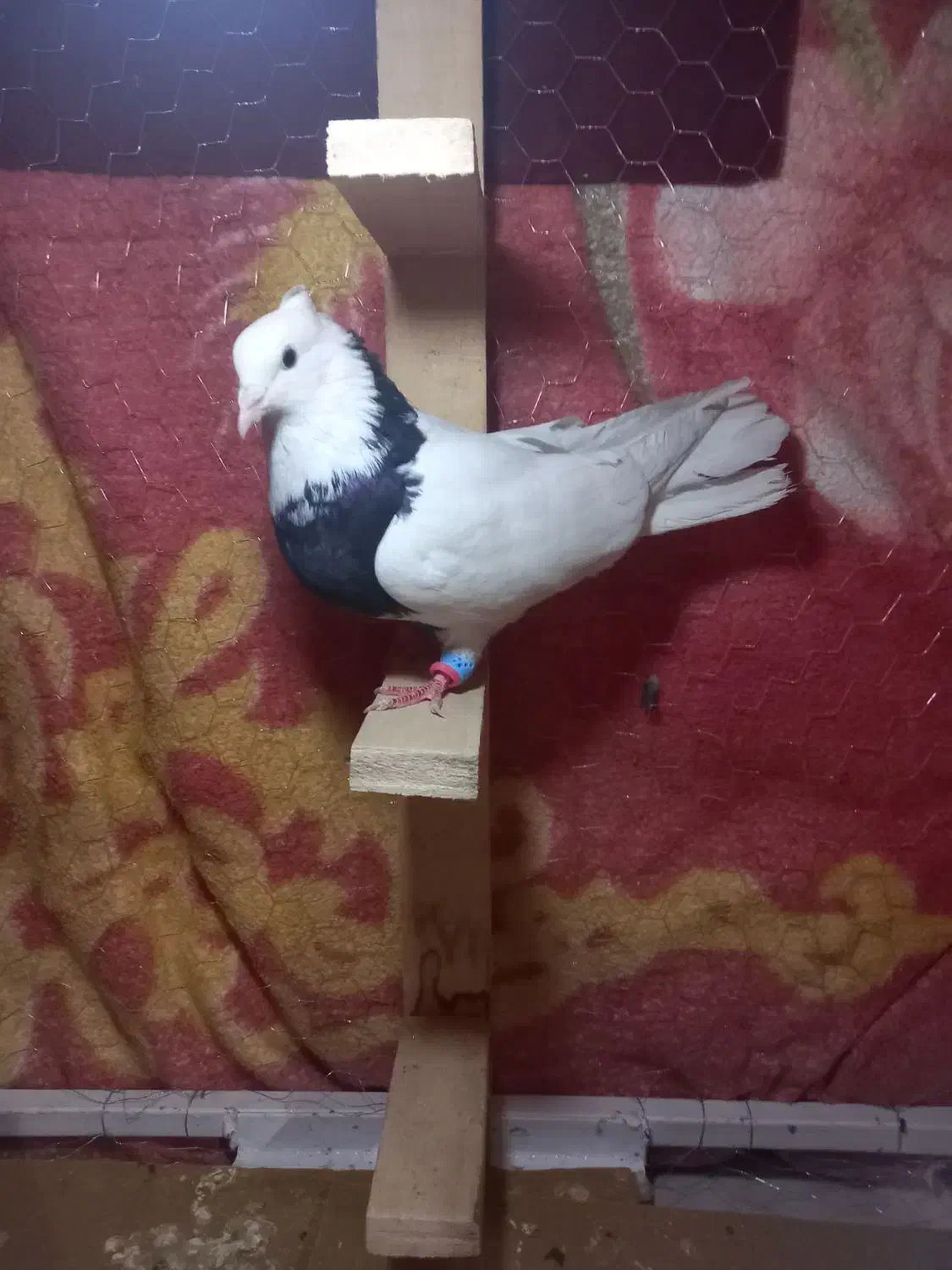 کبوتر طوق سیاه نر|پرنده|شیراز, لاله|دیوار