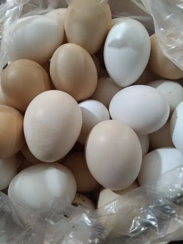 تخم مرغ محلی|خوردنی و آشامیدنی|برازجان, |دیوار