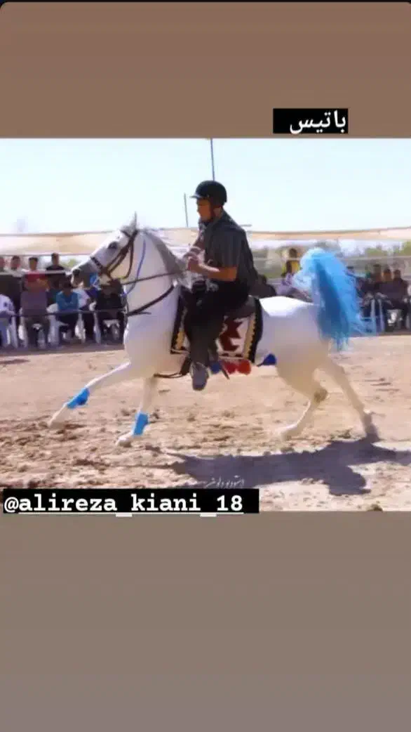 اسب عرب نریان|اسب و تجهیزات اسبسواری|رامشیر, |دیوار