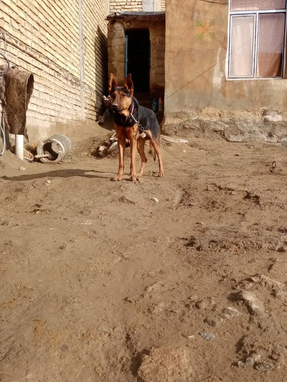 سگ ژرمن|سگ|بیستون, |دیوار