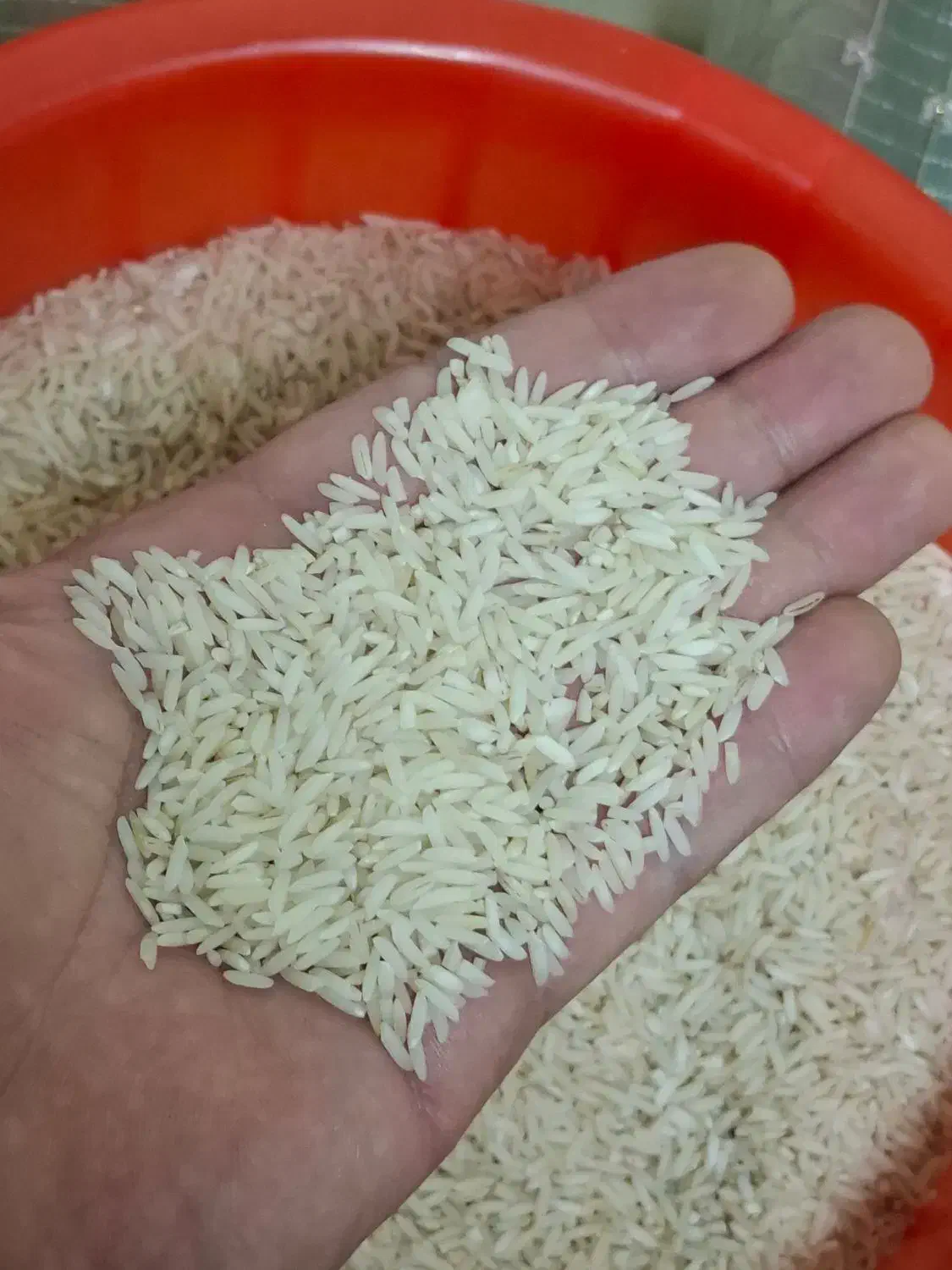 برنج هاشمی ناودونی گیلان|خوردنی و آشامیدنی|بندر انزلی, نوغان|دیوار