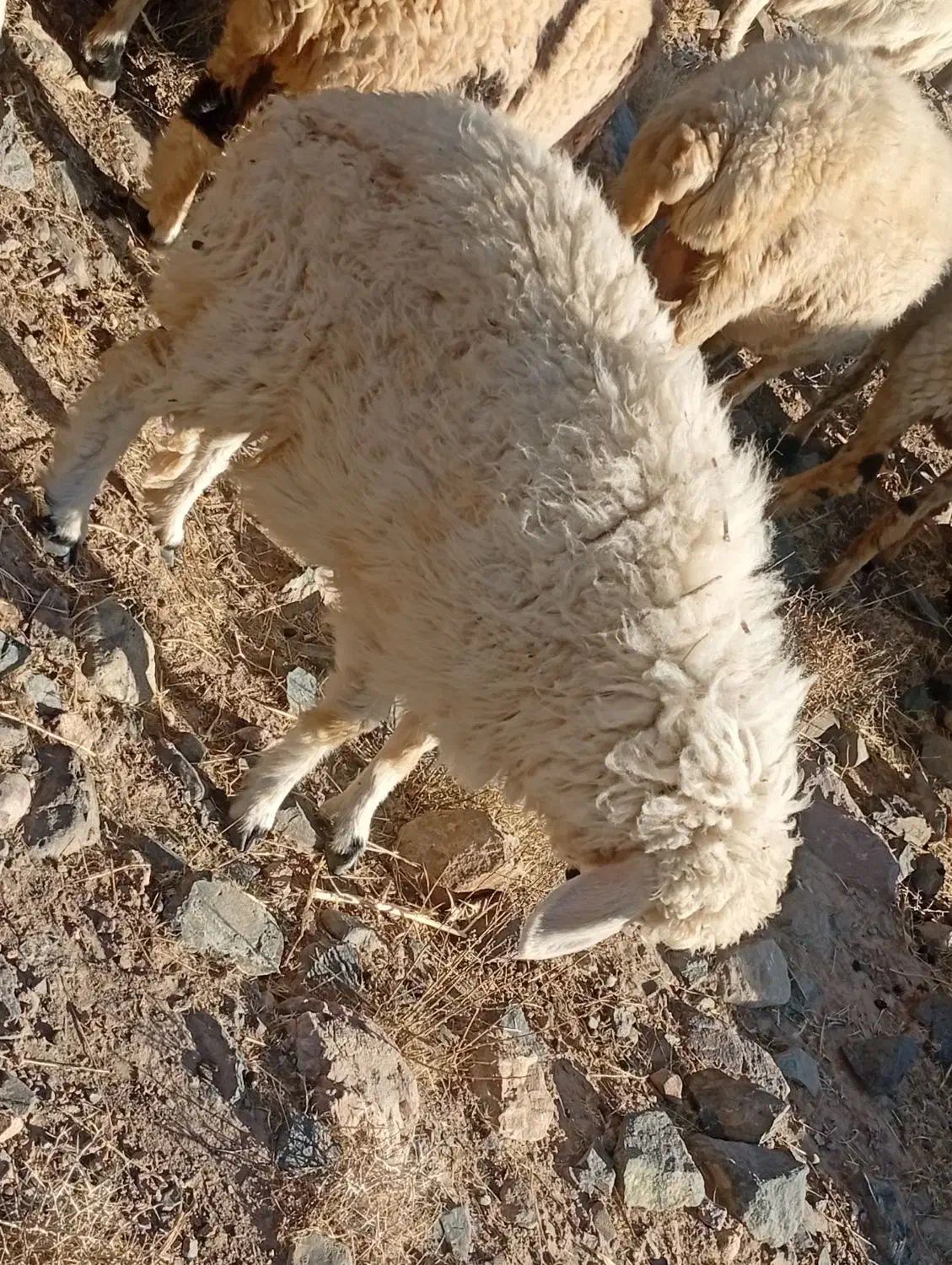 میش و بره|حیوانات مزرعه|رابر, |دیوار