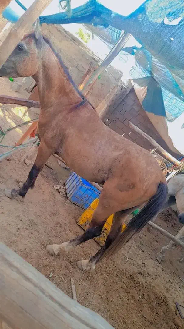 فروش دو اسب نر وماده|اسب و تجهیزات اسبسواری|قشم, |دیوار