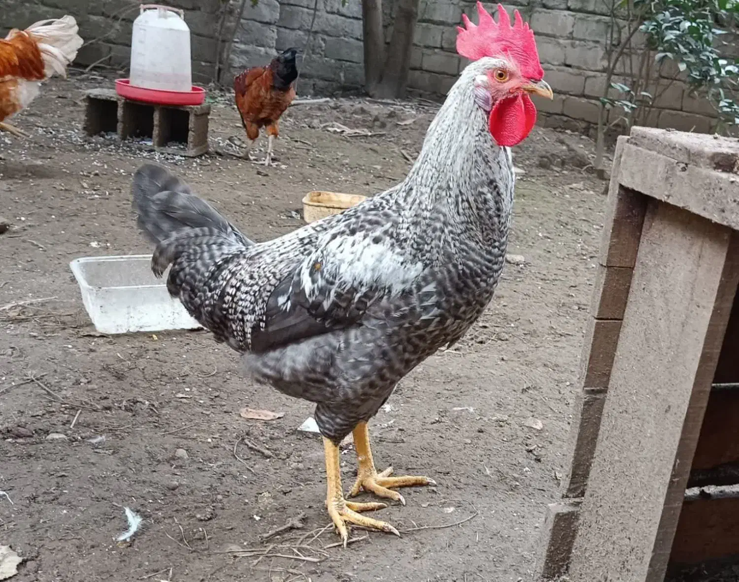 معاوضه خروس با مرغ|حیوانات مزرعه|بابکان, |دیوار