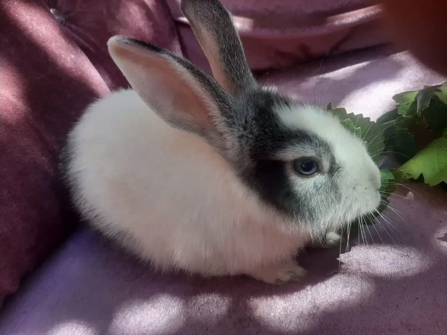 خرگوش اهلی|موش و خرگوش|سهند, |دیوار