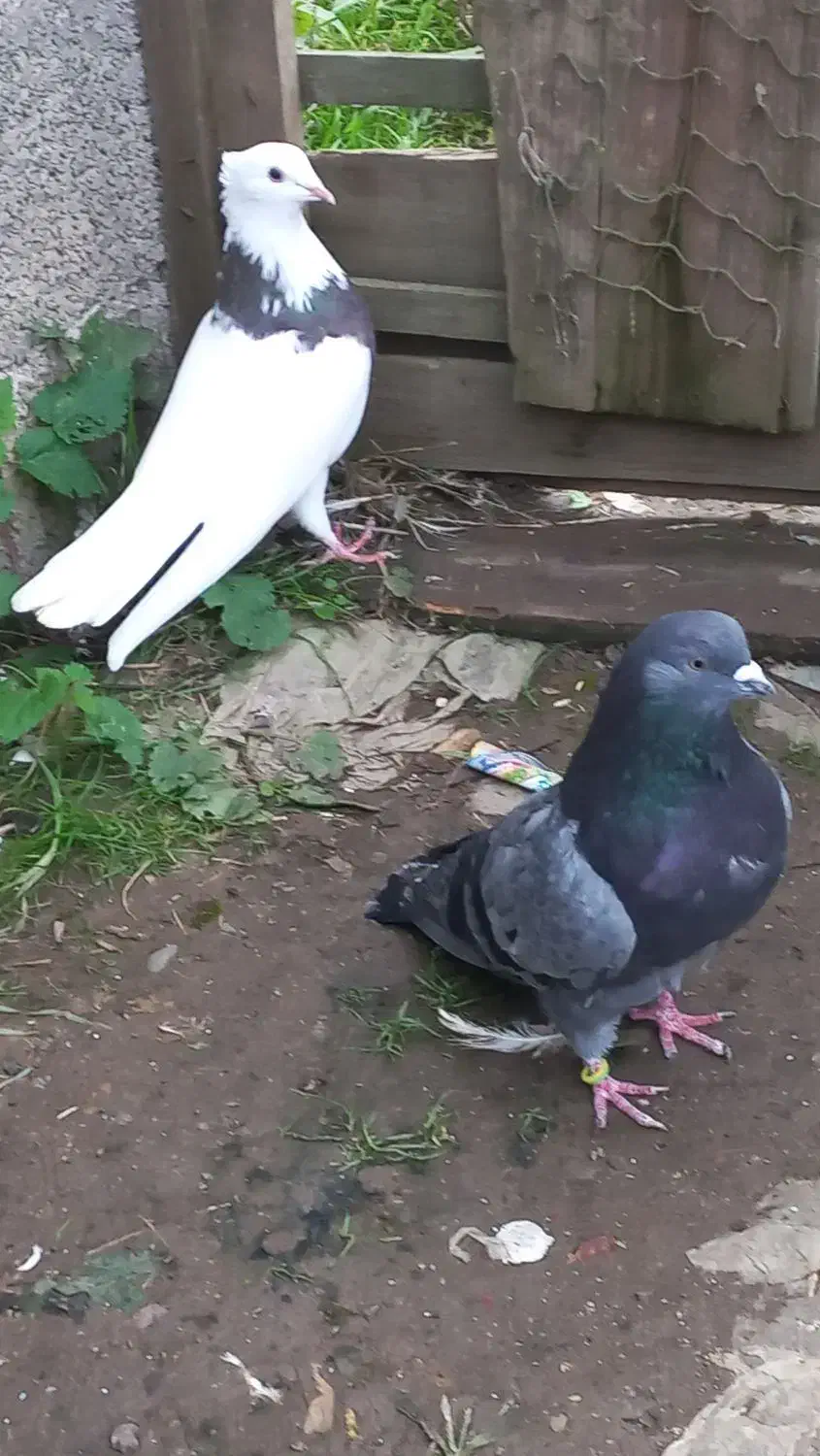 کبوترر|پرنده|شفت, |دیوار