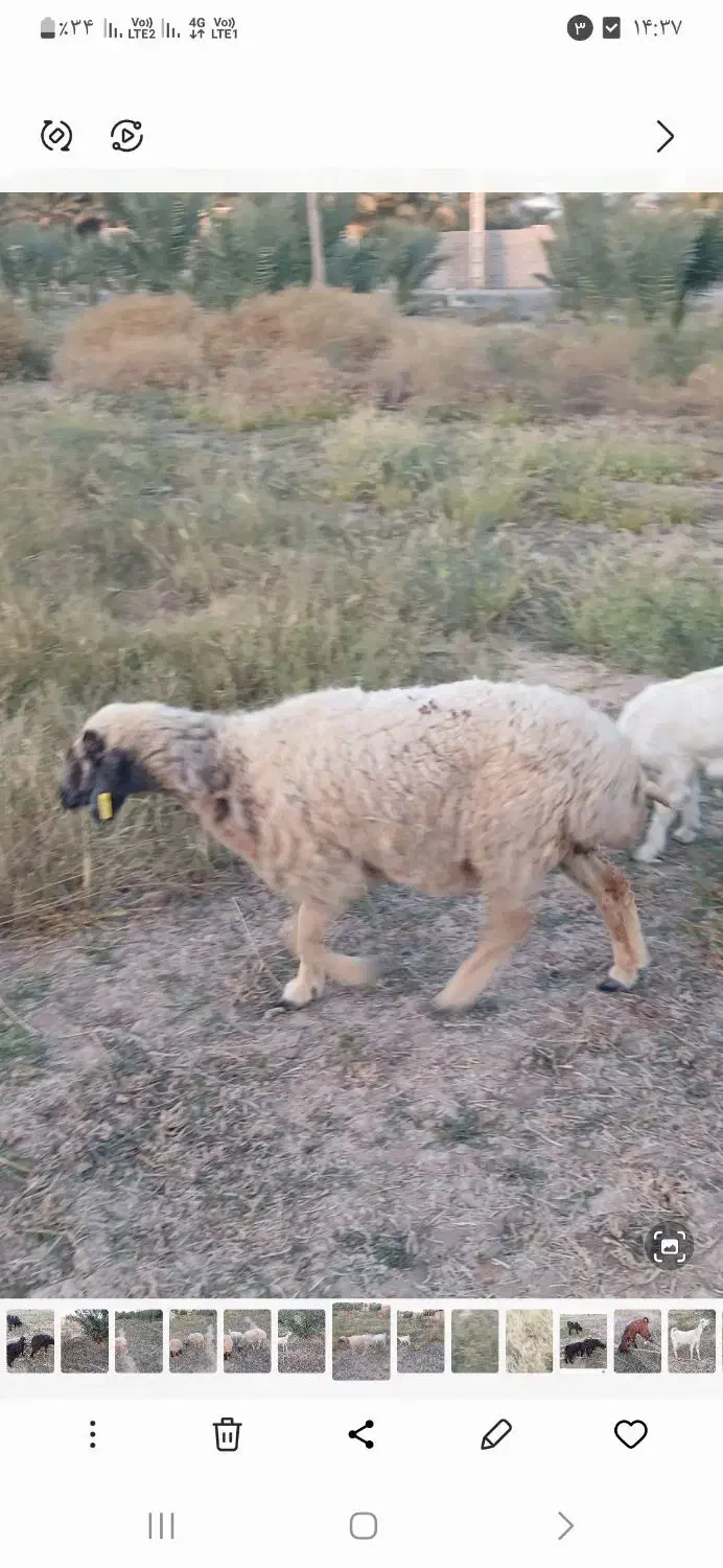 میش ابسن|حیوانات مزرعه|جیرفت, |دیوار