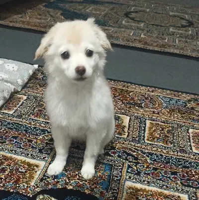 توله سه ماهه فوق‌العاده خوشگل و بازیگوش|سگ|قم, صفائیه|دیوار