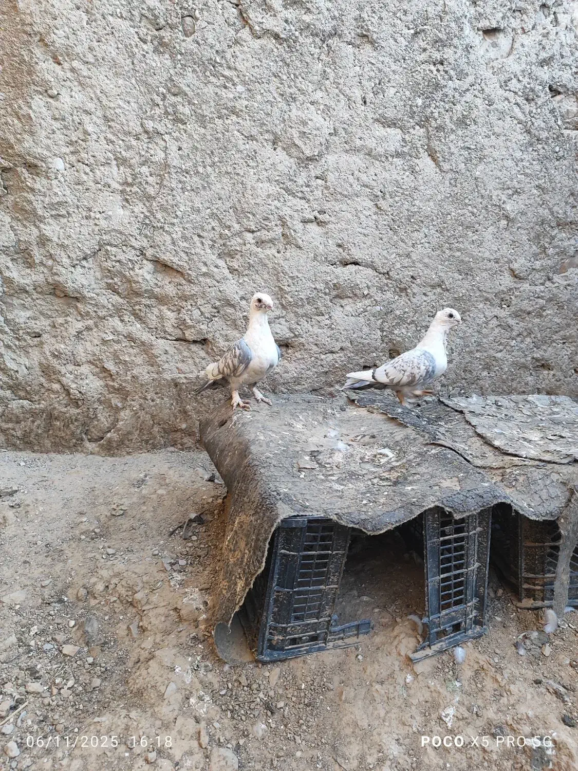 کبوتر|پرنده|کوه چنار, |دیوار