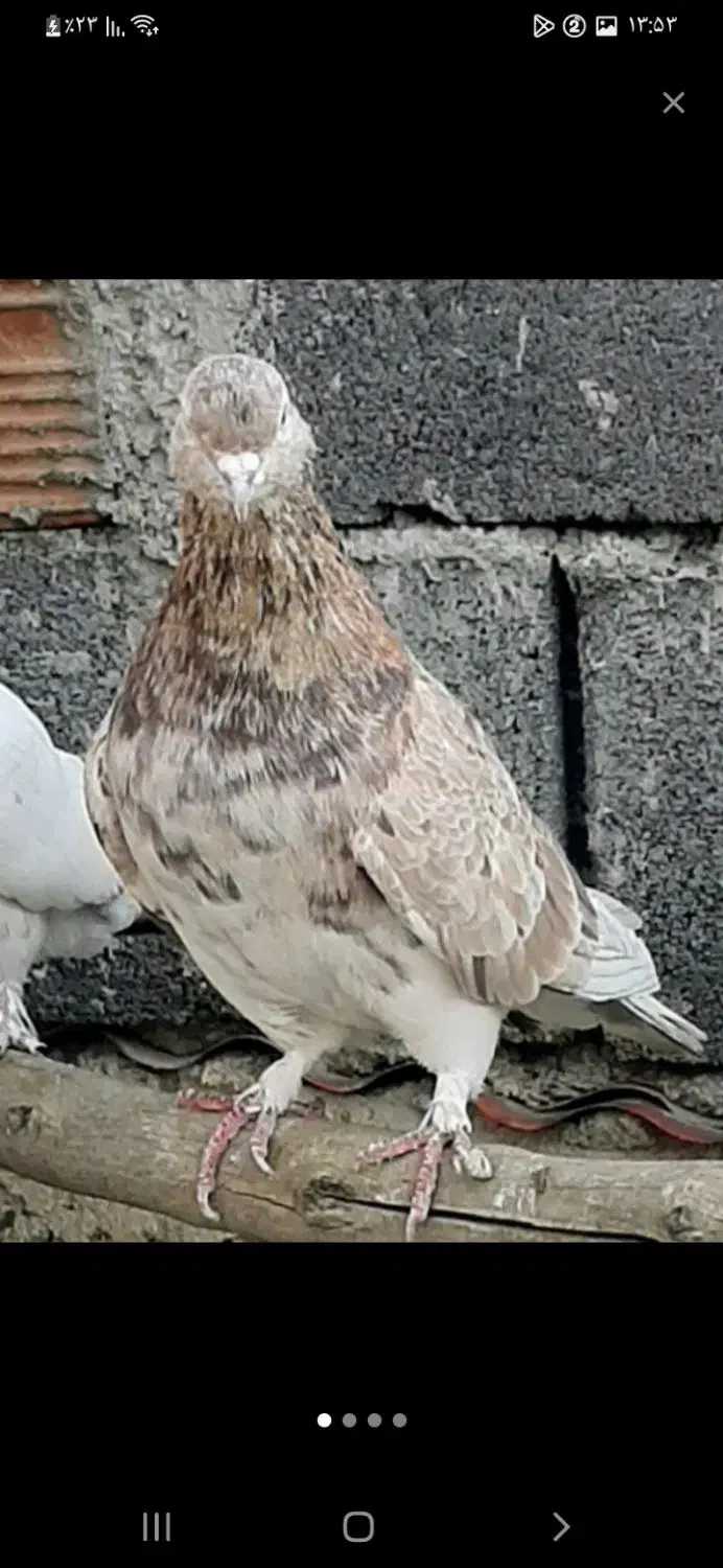 کبوتر سرور هما|پرنده|بومهن, |دیوار