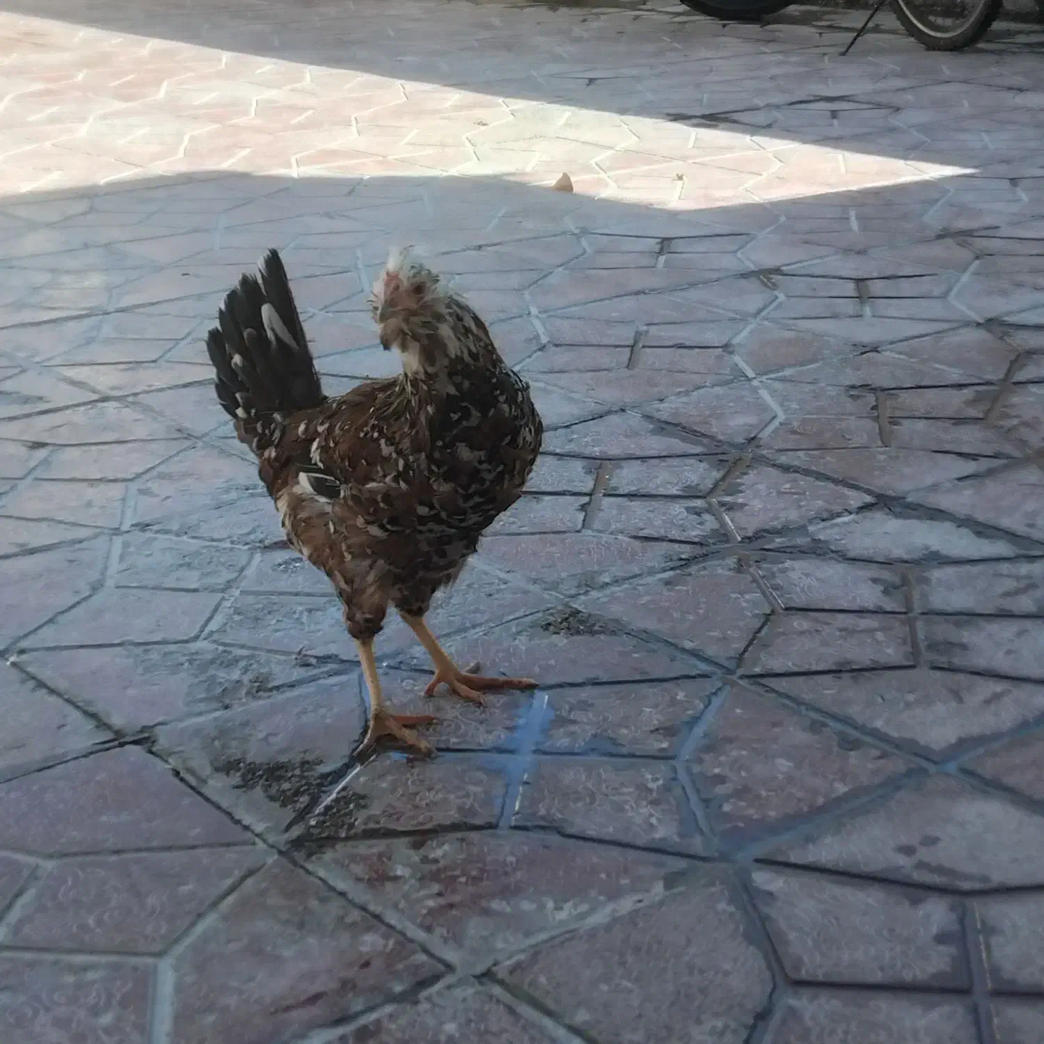 سه تا وارک ویه خروس لاری در ایلام|حیوانات مزرعه|سیوان, |دیوار