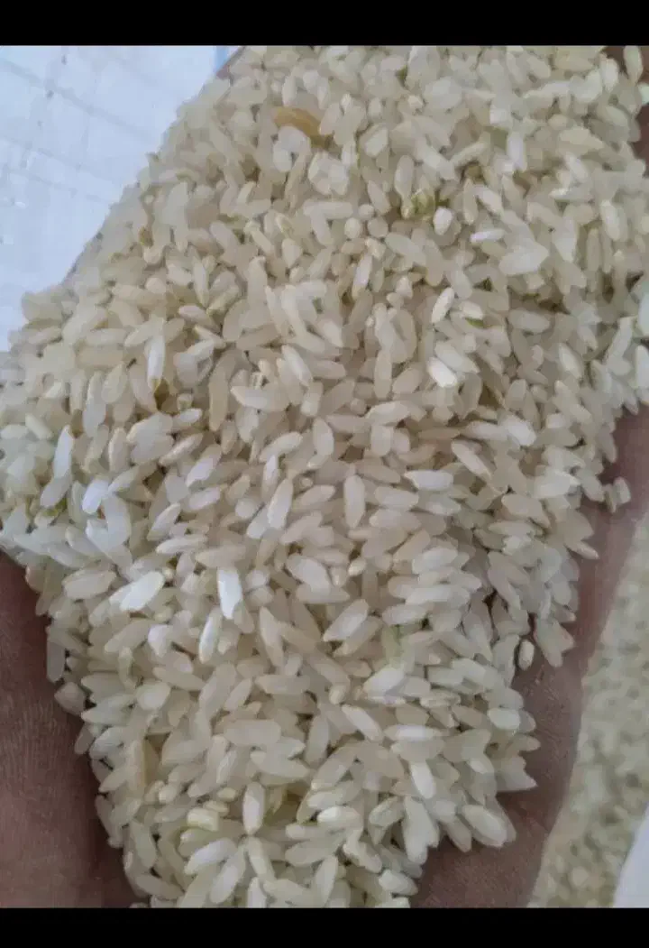 برنج چمپای چیتا کشت یاسوج|خوردنی و آشامیدنی|شیراز, تلخ داش|دیوار