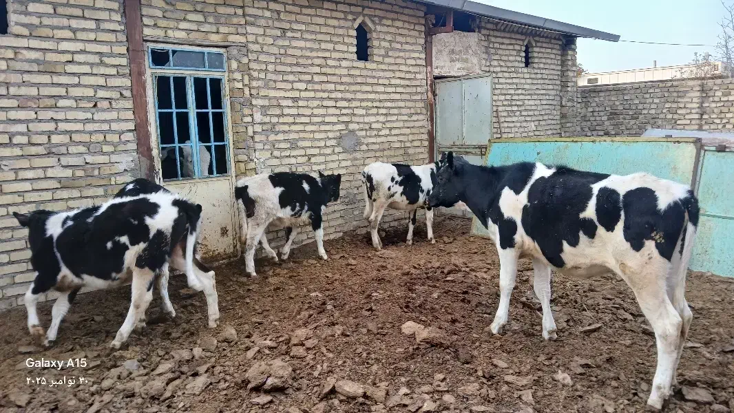 ۵راس گوساله ماده یک راس سمینتال ۴راس هولشتاین|حیوانات مزرعه|تاکستان, |دیوار