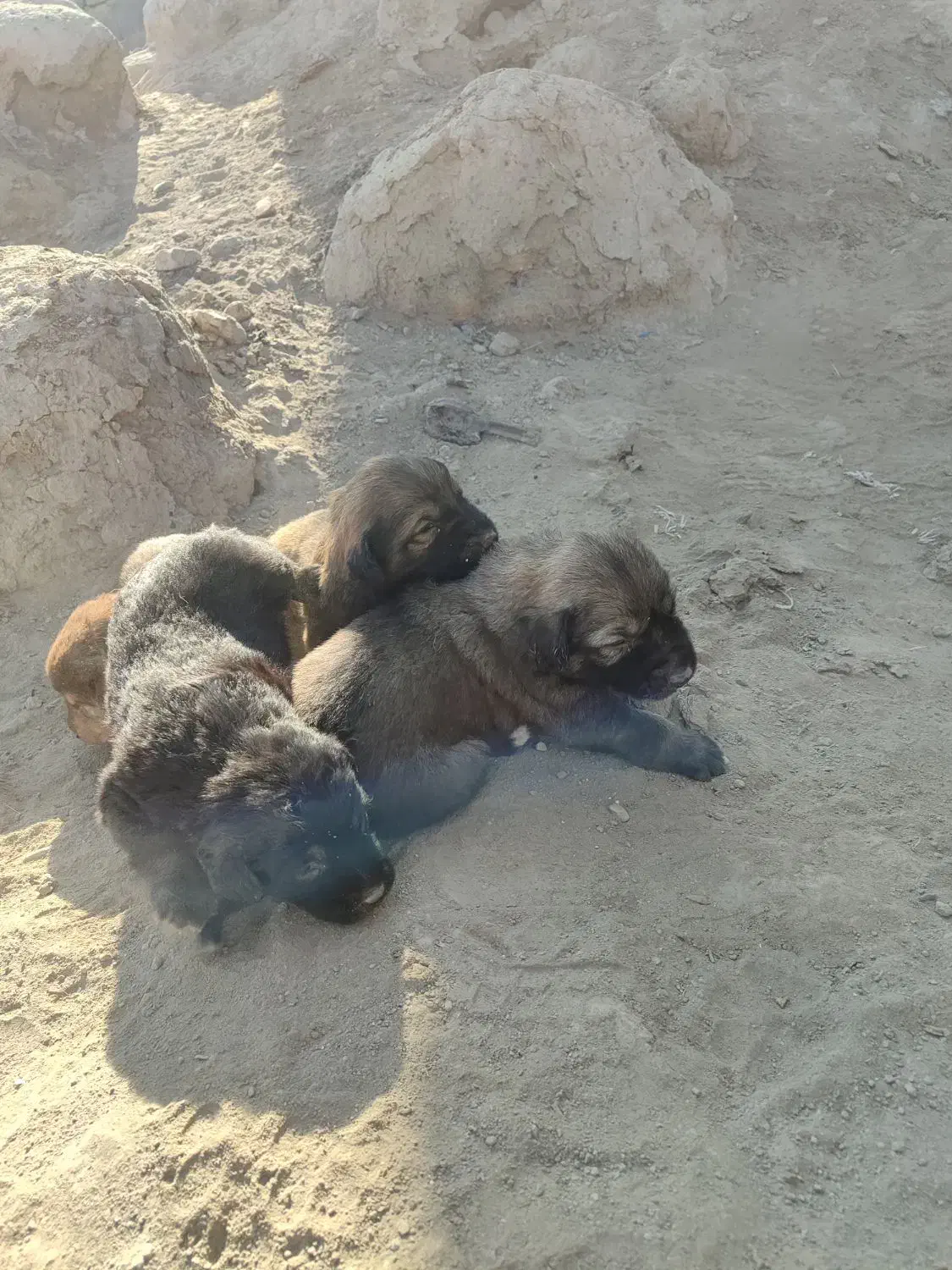 واگذاری سگ سرابی|سگ|هشتگرد, هشتگرد قدیم|دیوار