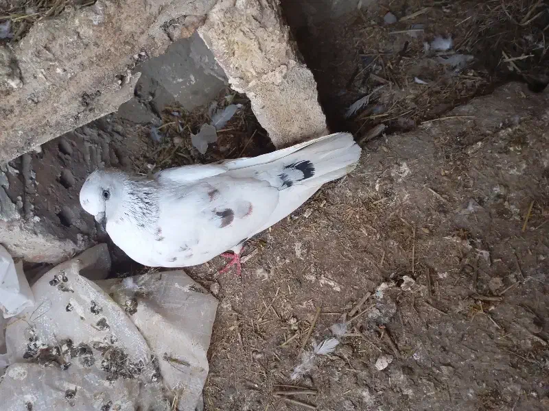 کبوتر|پرنده|مرند, |دیوار