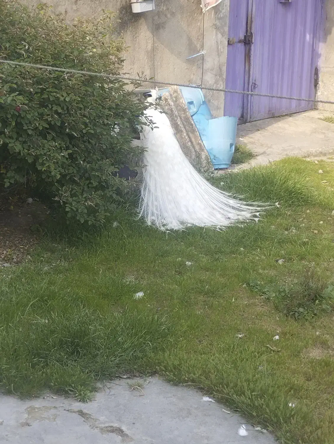 طاووس سفید|پرنده|بابل, |دیوار