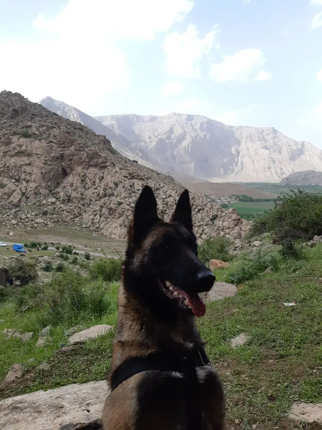 سگ مالی نیوز بلژیکی (سگ گارد) محافظ و نگهبان|سگ|تهران, لاله زار|دیوار