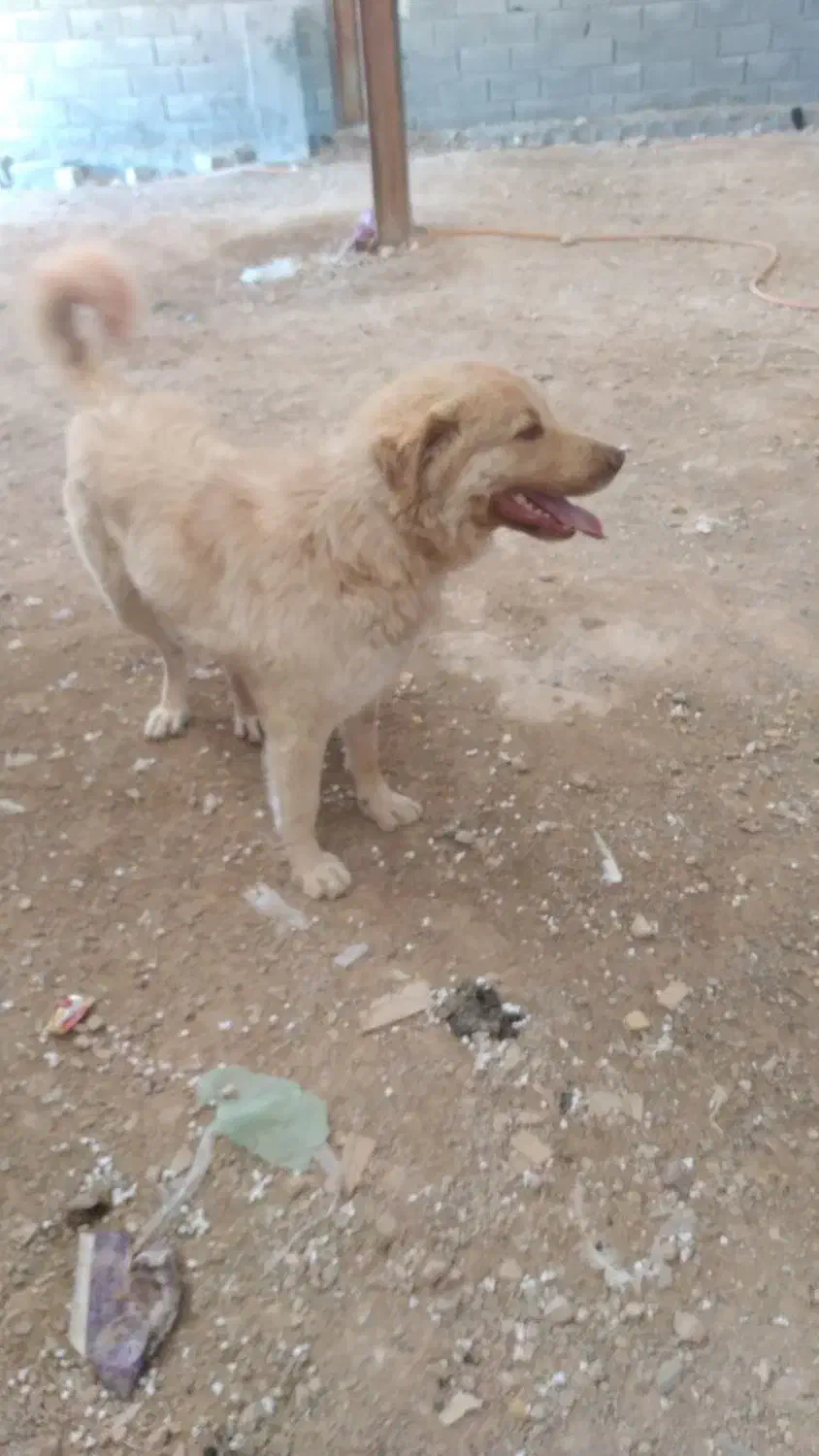 سگ نگهبان|سگ|کرمانشاه, |دیوار