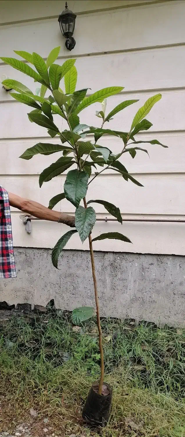 نهال نارنج شیرازی،ازگیل ژاپنی(انبوه)،سرونازشیرازی|خدمات باغبانی و درختکاری|لاهیجان, بازکیاگوراب|دیوار