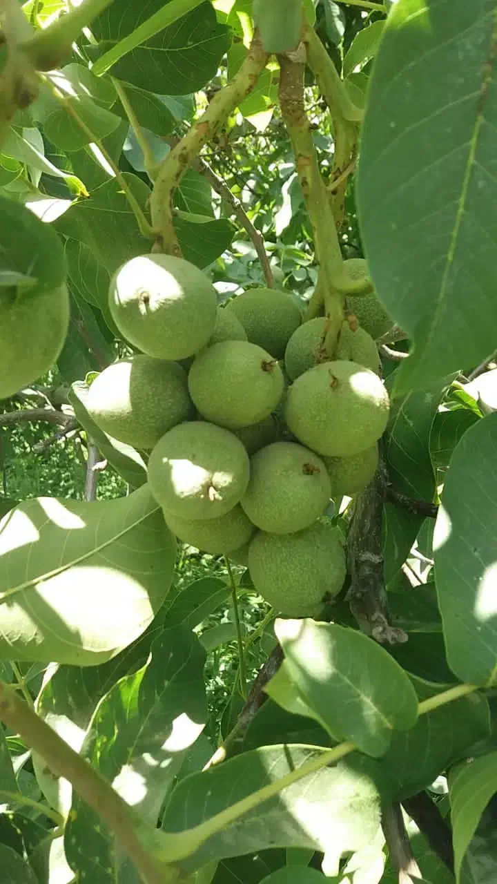 باکیفیترین نهال های موجود درایران از یک تاپنج ساله|خدمات باغبانی و درختکاری|ارومیه, |دیوار