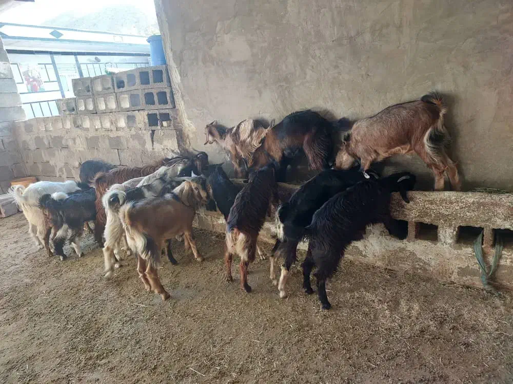 کهره|حیوانات مزرعه|باغ ملک, |دیوار