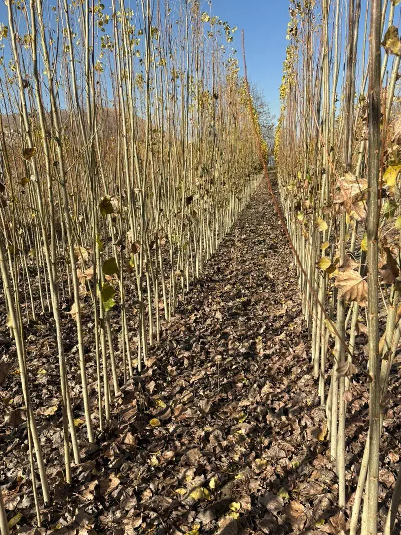 صنوبر نیگرا ترکیه اصل|خدمات باغبانی و درختکاری|سنندج, |دیوار