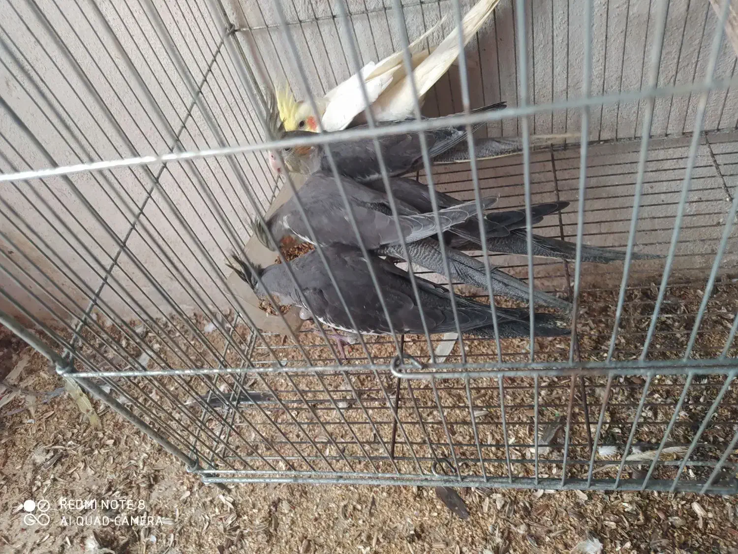 عروس هلندی دوکت و مولد و معاوضه|پرنده|رشت, حومه رشت|دیوار