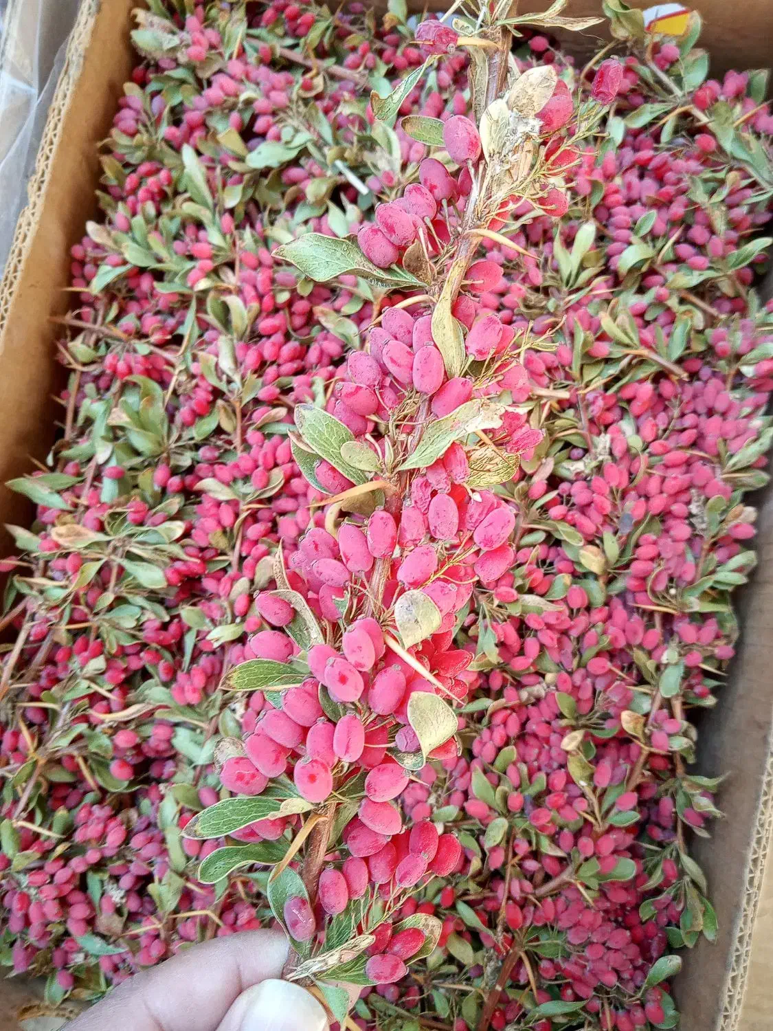 زرشک تازه عمده وکیلویی|خوردنی و آشامیدنی|مشهد, نیزه|دیوار