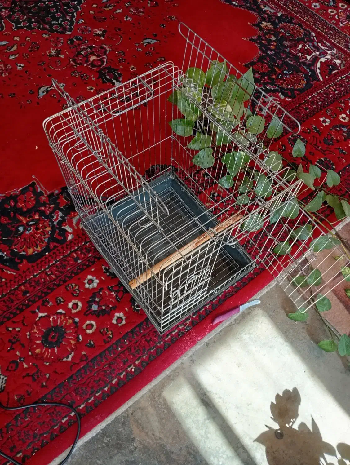 قفس طوطی|لوازم جانبی حیوانات|داراب, |دیوار