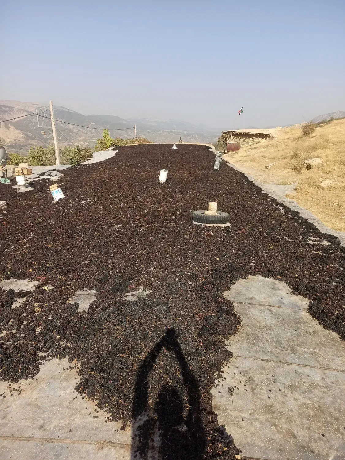 یکتننیممویزانگورشانی سردشتسهتننیمگردو|عمدهفروشی|وزینه, |دیوار