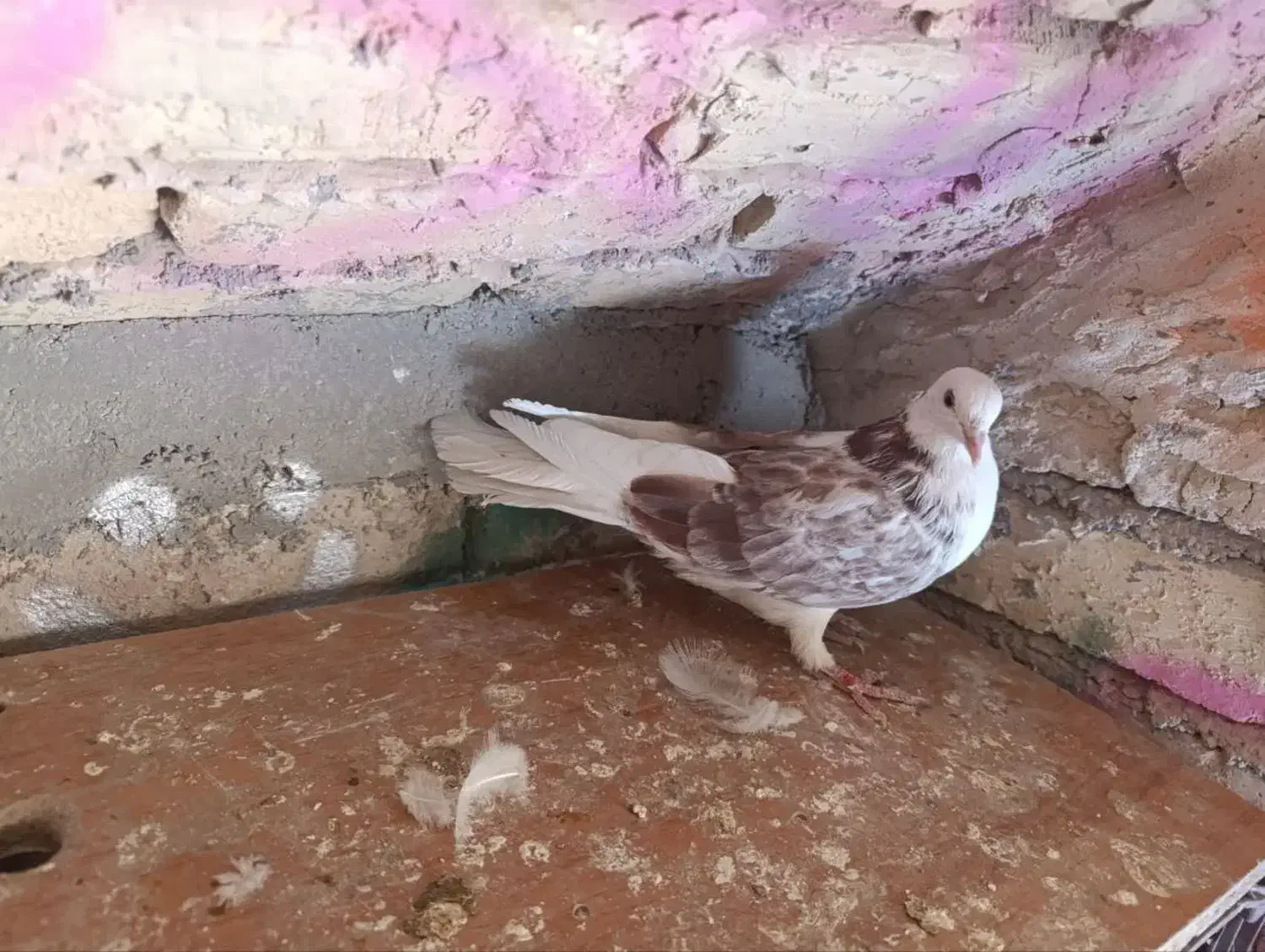 کفتر .گمشده.|پرنده|خوانسار, |دیوار