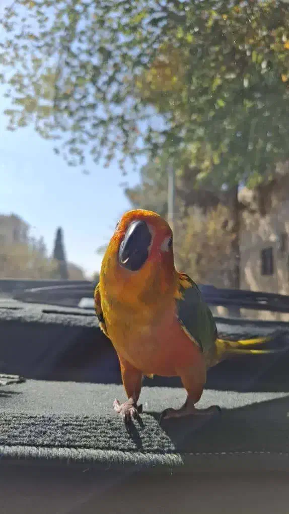 طوطی خورشیدی|پرنده|اصفهان, کشاورزی|دیوار