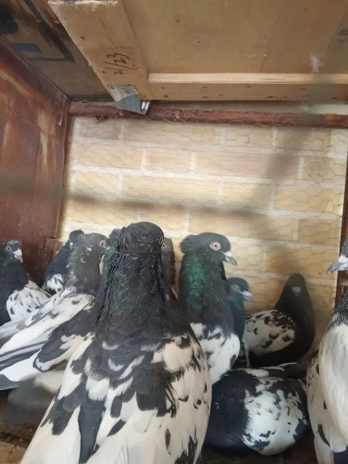 کبوتر طوقی پرشی سینه آیی از کاشان ب شرط پرش رسید|پرنده|اردکان, |دیوار