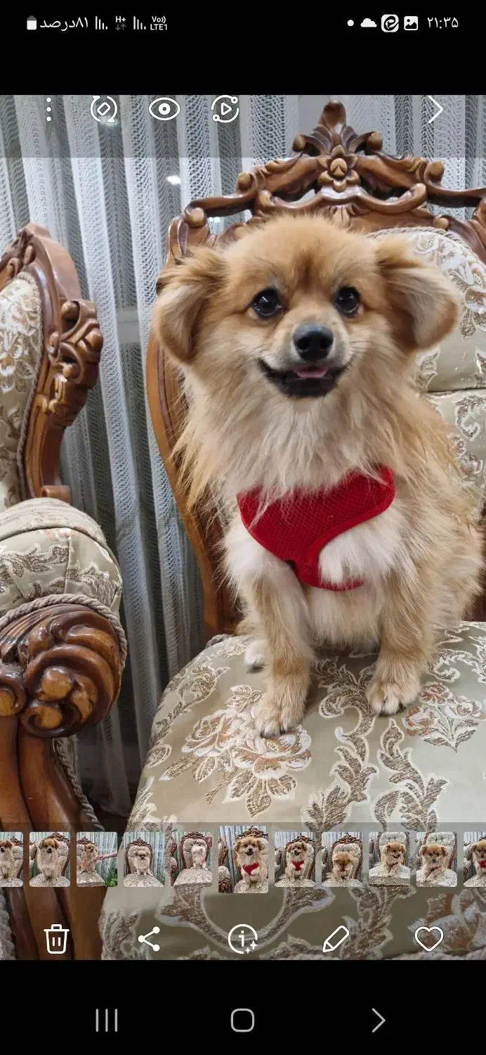 سگ پامر روباهی|سگ|سبزوار, رباط|دیوار