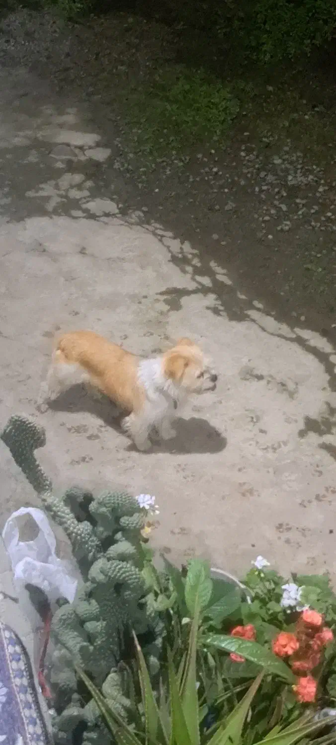 سگ شیتزو ماده|سگ|ماسال, |دیوار