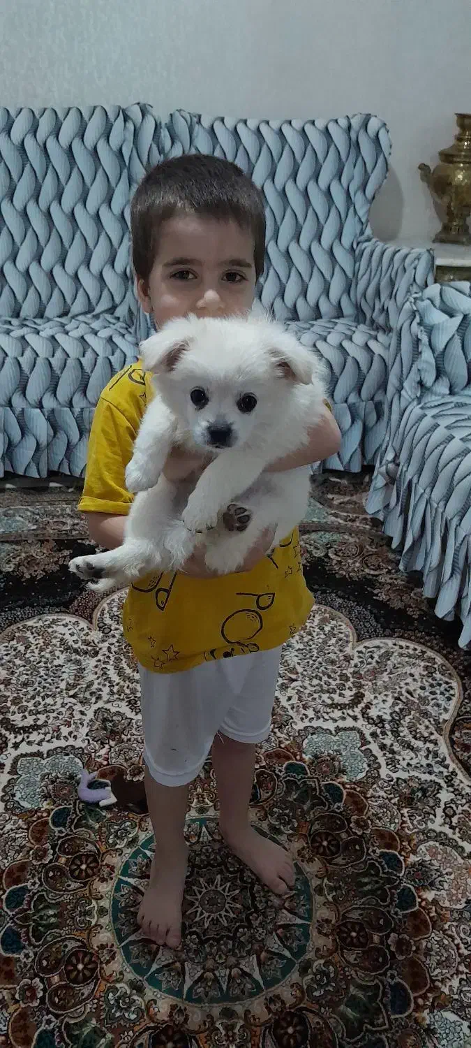 فروش سگ روباهی نر|سگ|سهند, |دیوار