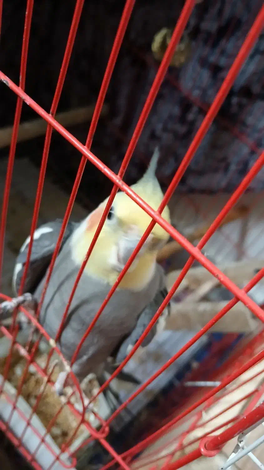 عروس نروماده و۲عددجوجه۱ماهه|پرنده|صومعهسرا, |دیوار