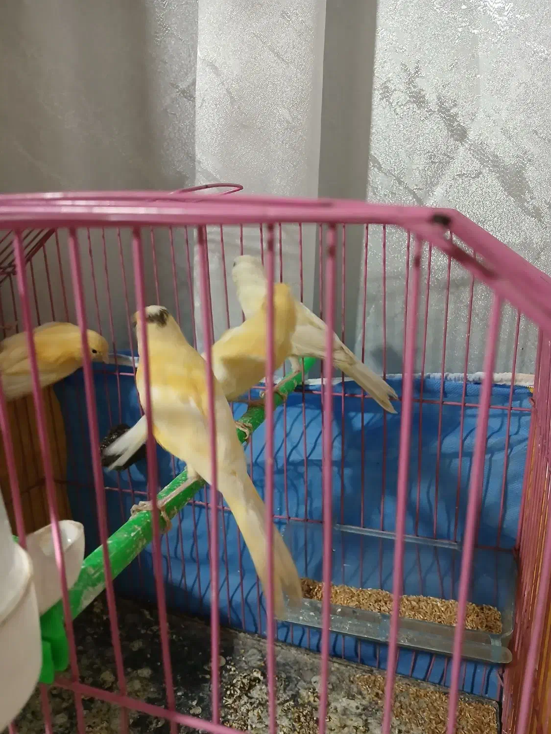 قناری پرتغالی حاضر اماده جفت|پرنده|سیب و سوران, |دیوار