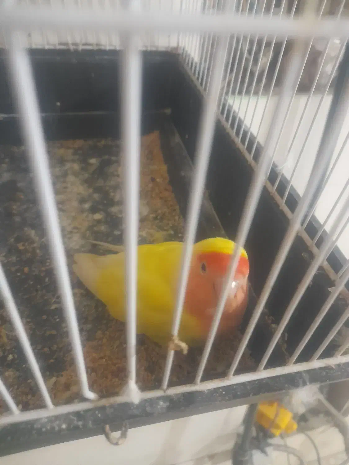 طوطی کوتوله برزیلی یکساله عالیشهر|پرنده|بوشهر, |دیوار