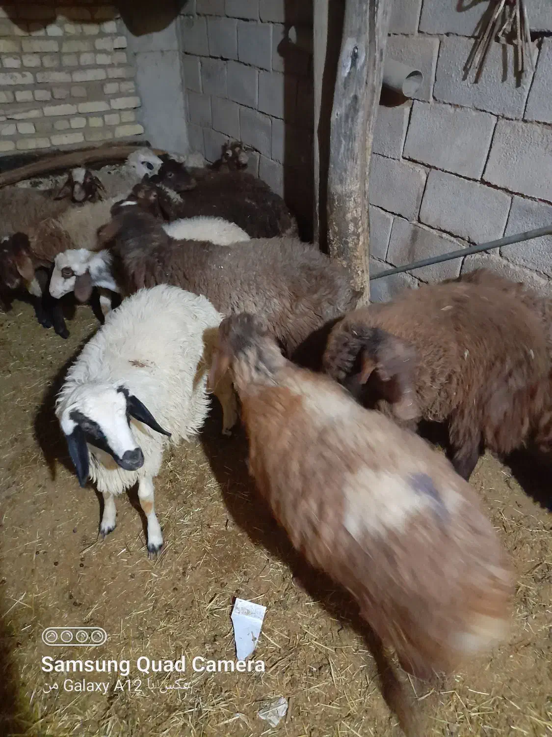 ۱۴راس کاورنرجفتی۳۰میلیون|حیوانات مزرعه|بلبان آباد, |دیوار