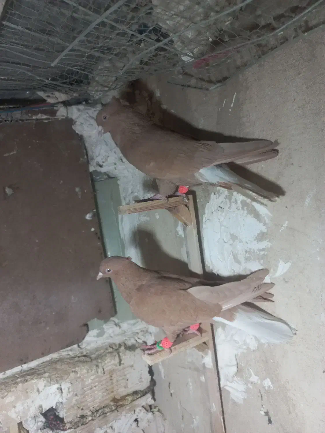 کبوتر|پرنده|مشهد, کارده|دیوار