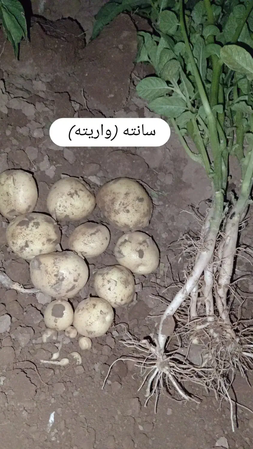 سیب زمینی بذری|حراج|چادگان, |دیوار