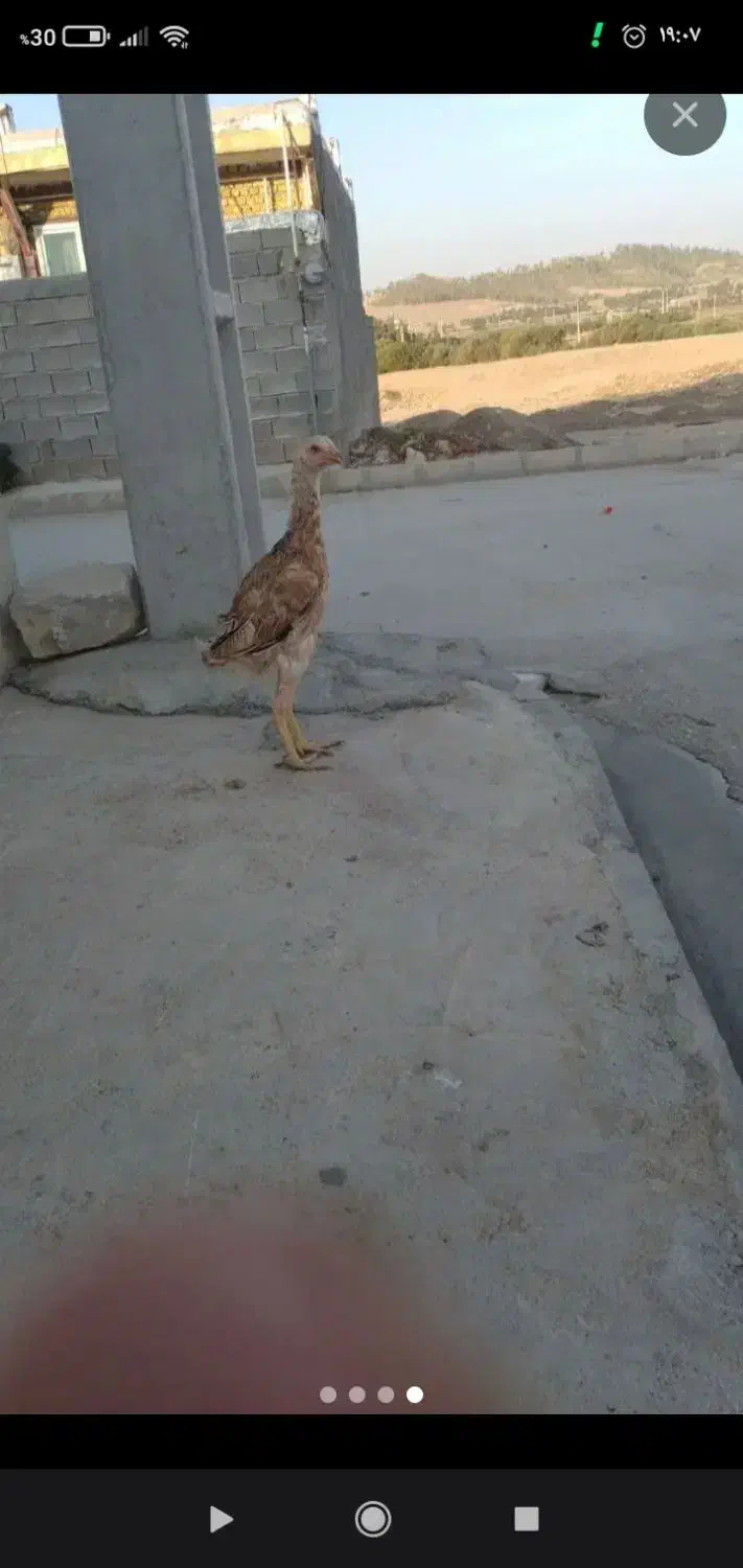 مرغ لاری|حیوانات مزرعه|سرپل ذهاب, |دیوار