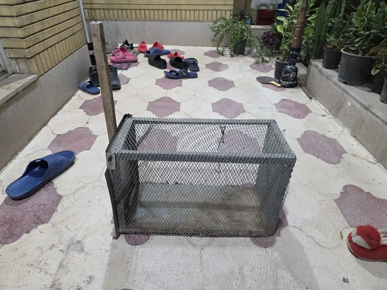 تله گربه و سمور گیری|لوازم جانبی حیوانات|شیراز, پودنک|دیوار