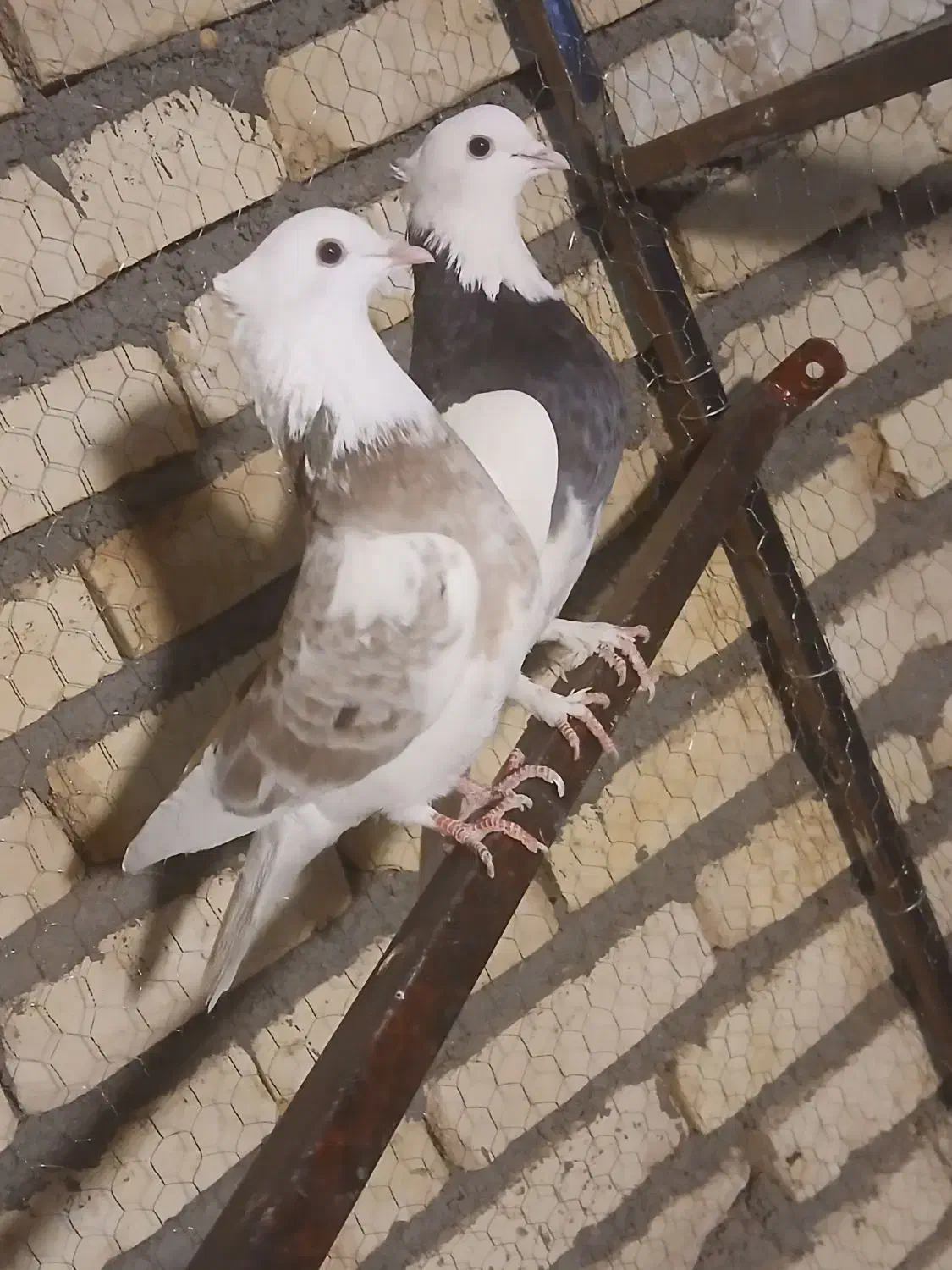 کفتر رنگه پرشی|پرنده|تربت‌حیدریه, کاشانی|دیوار