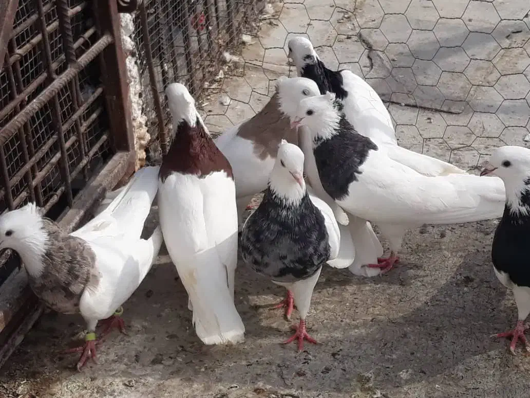 کبوتر|پرنده|بندر کنگان, |دیوار