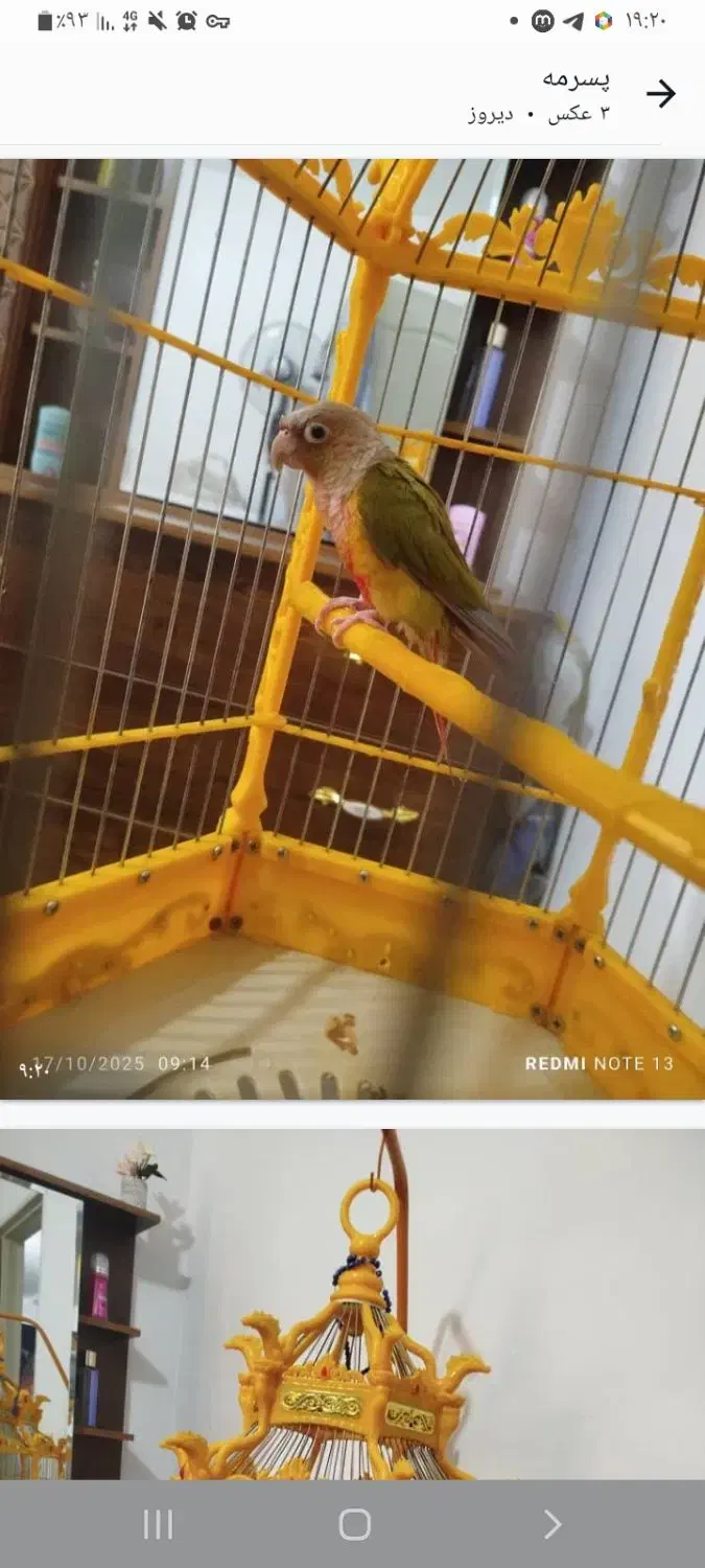 پرنده|پرنده|پاکدشت, شهرک امام رضا|دیوار