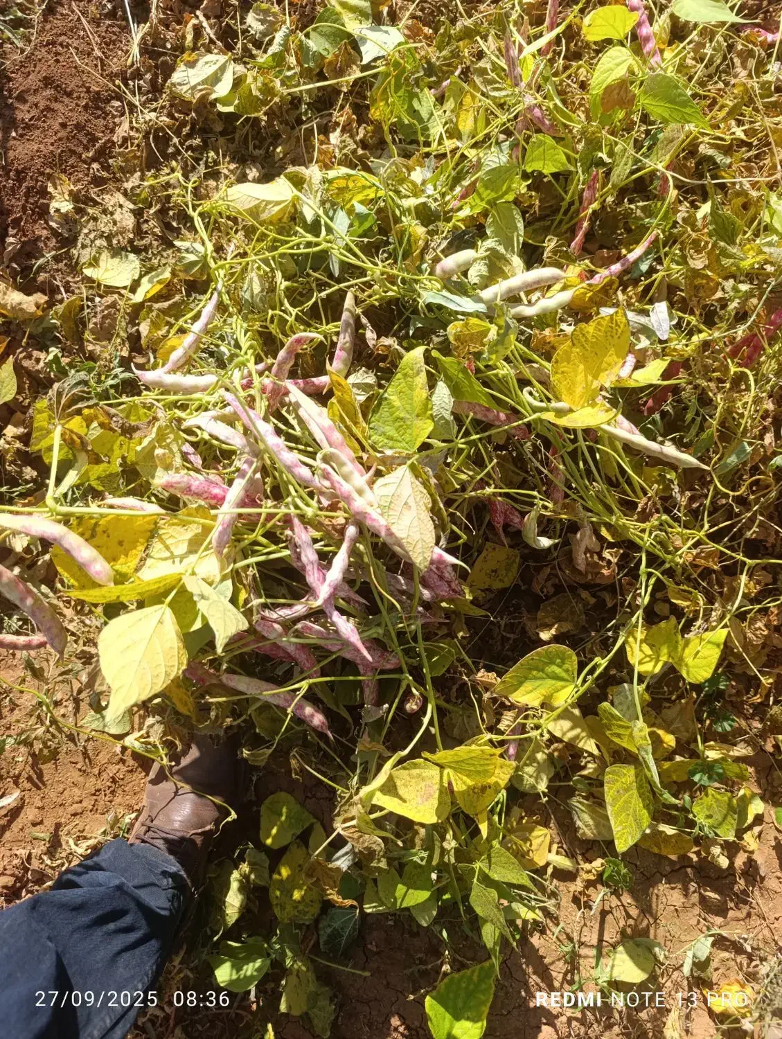 لوبیا چیتی|خوردنی و آشامیدنی|شیراز, بریجستون|دیوار