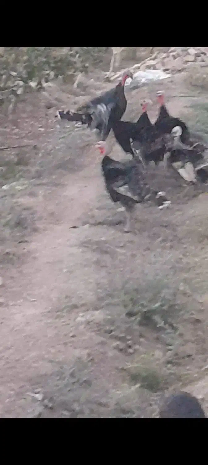 برنز انگلیسی بوقلمون|حیوانات مزرعه|تربت‌حیدریه, پائین ولایت|دیوار